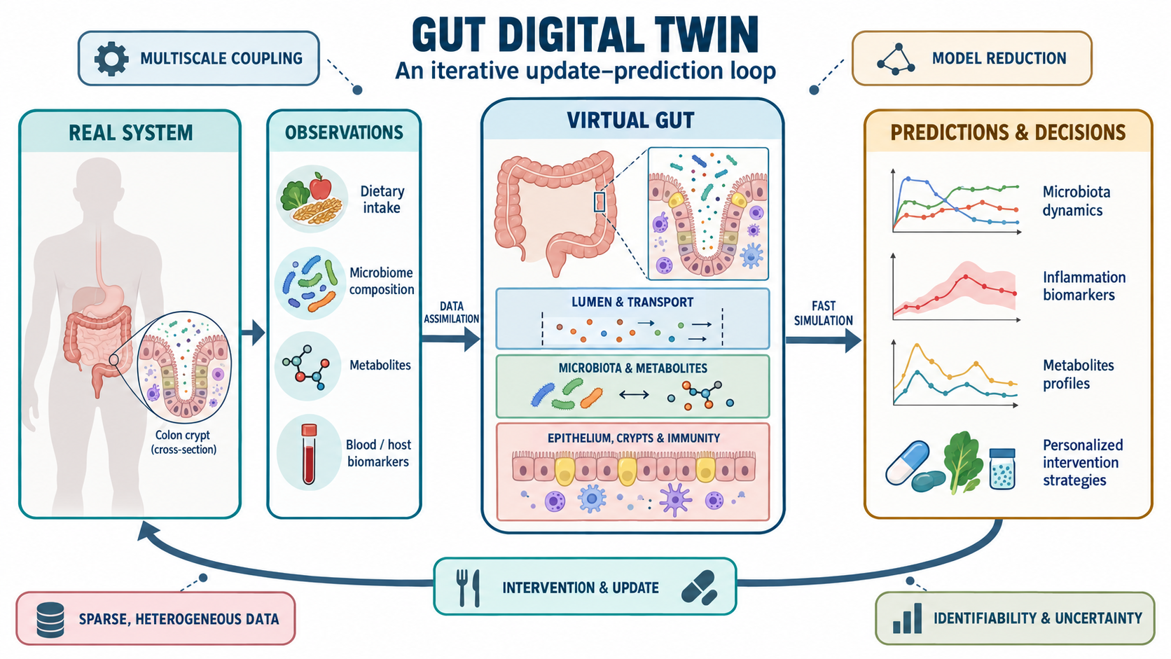 Gut Digital Twin update-prediction loop connecting observations, a virtual gut model and personalised interventions